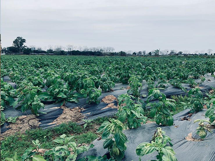 首页-PA真人集团有限公司官网