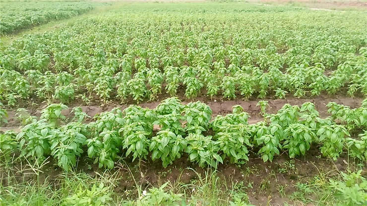 首页-PA真人集团有限公司官网